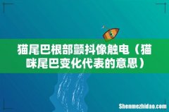 猫咪尾巴变化代表的意思 猫尾巴根部颤抖像触电