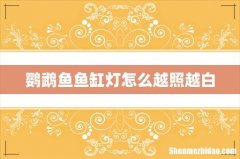 鹦鹉鱼鱼缸灯怎么越照越白