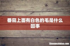 番茄上面有白色的毛是什么回事