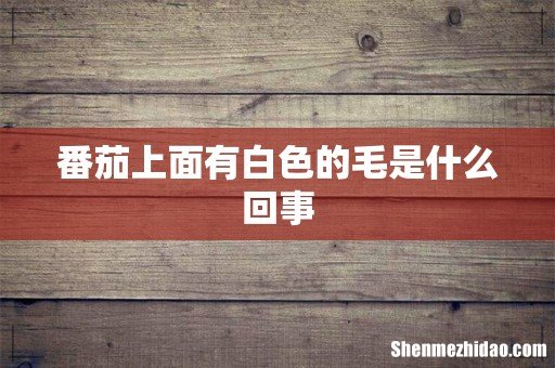 番茄上面有白色的毛是什么回事