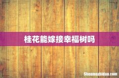 桂花能嫁接幸福树吗