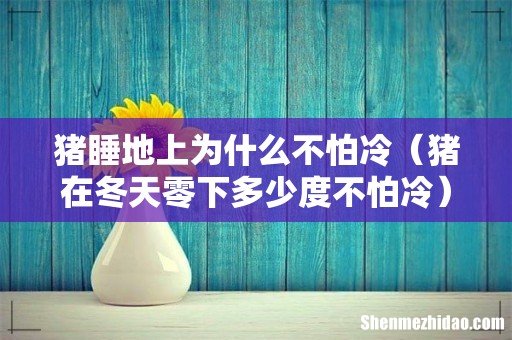 猪在冬天零下多少度不怕冷 猪睡地上为什么不怕冷