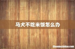马犬不吃米饭怎么办