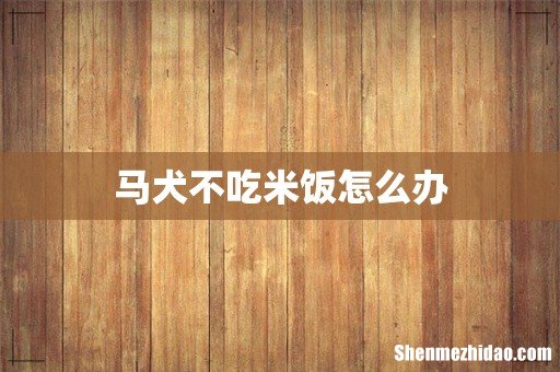 马犬不吃米饭怎么办