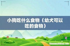幼犬可以吃的食物 小狗吃什么食物