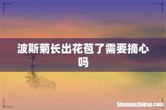 波斯菊长出花苞了需要摘心吗