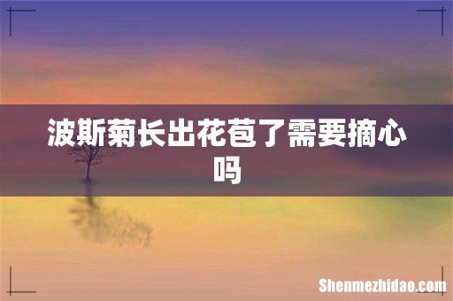 波斯菊长出花苞了需要摘心吗
