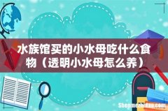透明小水母怎么养 水族馆买的小水母吃什么食物