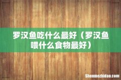 罗汉鱼喂什么食物最好 罗汉鱼吃什么最好