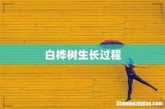 白桦树生长过程