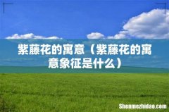 紫藤花的寓意象征是什么 紫藤花的寓意