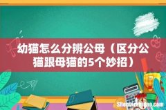 区分公猫跟母猫的5个妙招 幼猫怎么分辨公母