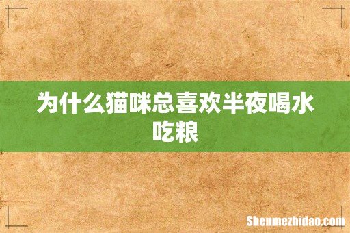 为什么猫咪总喜欢半夜喝水吃粮