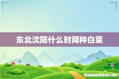 东北沈阳什么时间种白菜