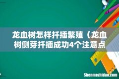 龙血树侧芽扦插成功4个注意点 龙血树怎样扦插繁殖