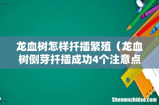 龙血树侧芽扦插成功4个注意点 龙血树怎样扦插繁殖