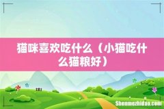 小猫吃什么猫粮好 猫咪喜欢吃什么