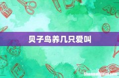 贝子鸟养几只爱叫