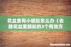 去除花盆里蜈蚣的3个有效方法 花盆里有小蜈蚣怎么办
