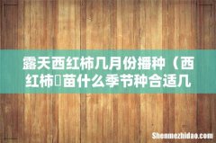 西红柿?苗什么季节种合适几月份 露天西红柿几月份播种