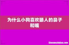 为什么小狗喜欢舔人的鼻子和嘴