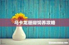 马卡龙珊瑚饲养攻略