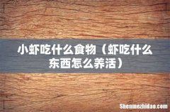 虾吃什么东西怎么养活 小虾吃什么食物
