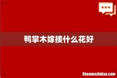 鸭掌木嫁接什么花好