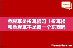 折耳根和鱼腥草不是同一个东西吗 鱼腥草是折耳根吗