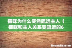 猫咪和主人关系变疏远的6点原因 猫咪为什么突然疏远主人