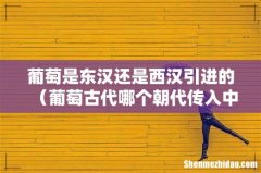 葡萄古代哪个朝代传入中国 葡萄是东汉还是西汉引进的