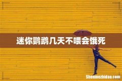 迷你鹦鹉几天不喂会饿死