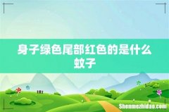 身子绿色尾部红色的是什么蚊子