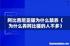 为什么养阿比猫的人不多 阿比西尼亚猫为什么禁养