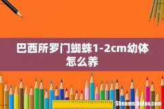巴西所罗门蜘蛛1-2cm幼体怎么养