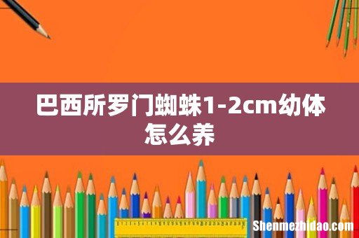 巴西所罗门蜘蛛1-2cm幼体怎么养