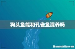 狗头鱼能和孔雀鱼混养吗