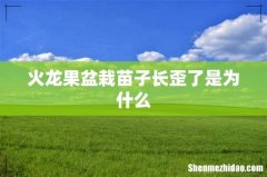 火龙果盆栽苗子长歪了是为什么