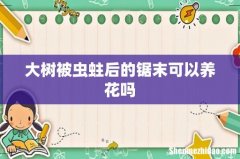 大树被虫蛀后的锯末可以养花吗