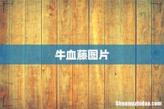 牛血藤图片