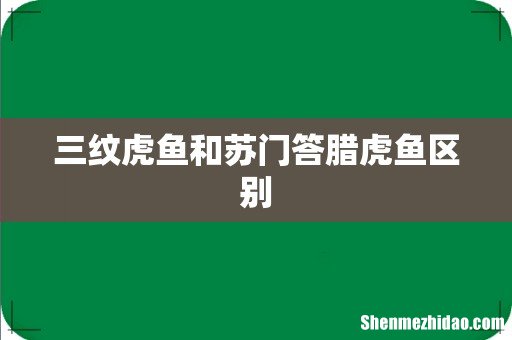 三纹虎鱼和苏门答腊虎鱼区别
