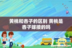 黄桃和杏子的区别 黄桃是杏子嫁接的吗