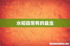 水稻田常有的益虫