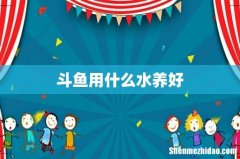 斗鱼用什么水养好