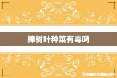 樟树叶种菜有毒吗