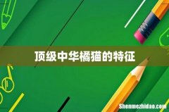 顶级中华橘猫的特征