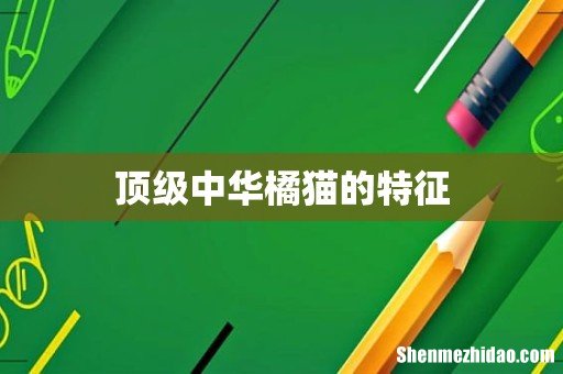 顶级中华橘猫的特征