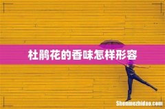 杜鹃花的香味怎样形容