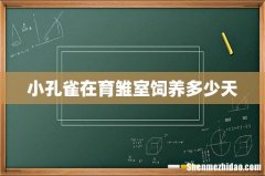 小孔雀在育雏室饲养多少天