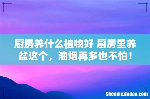 厨房养什么植物好 厨房里养盆这个,油烟再多也不怕!